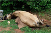 Lightning kills cow, calf at Kaup